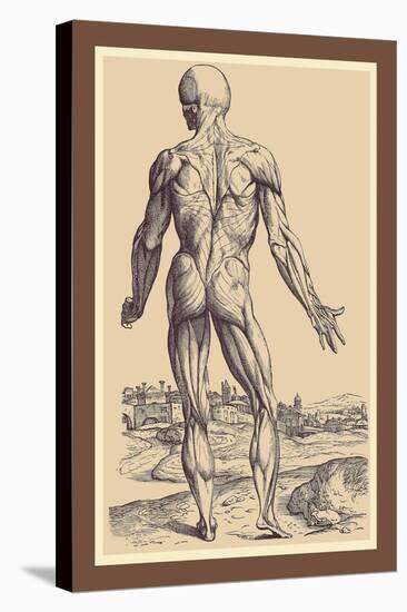 The Ninth Plate of the Muscles-Andreas Vesalius-Stretched Canvas