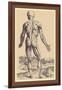 The Ninth Plate of the Muscles-Andreas Vesalius-Framed Art Print