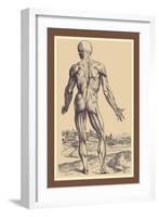 The Ninth Plate of the Muscles-Andreas Vesalius-Framed Art Print