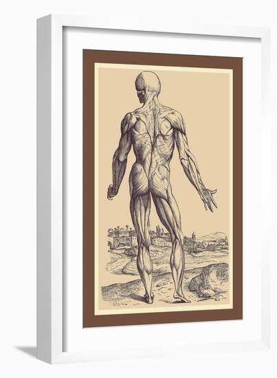 The Ninth Plate of the Muscles-Andreas Vesalius-Framed Art Print