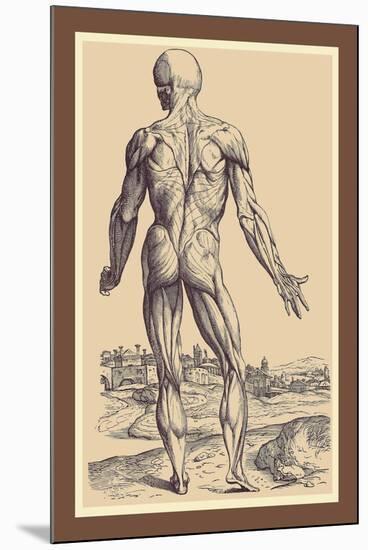 The Ninth Plate of the Muscles-Andreas Vesalius-Mounted Art Print