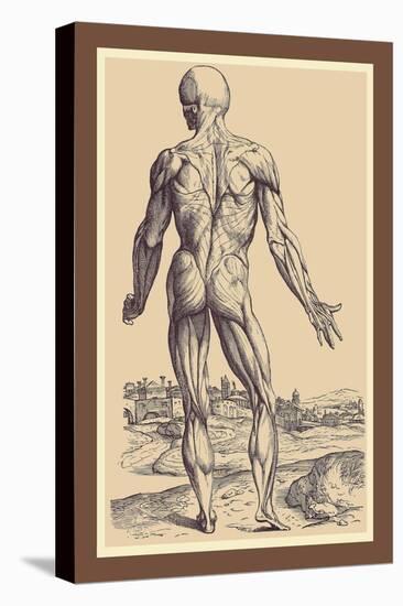 The Ninth Plate of the Muscles-Andreas Vesalius-Stretched Canvas