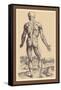 The Ninth Plate of the Muscles-Andreas Vesalius-Framed Stretched Canvas