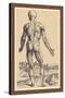 The Ninth Plate of the Muscles-Andreas Vesalius-Stretched Canvas