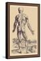 The Ninth Plate of the Muscles-Andreas Vesalius-Framed Stretched Canvas