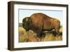 The Noble Bison-null-Framed Art Print