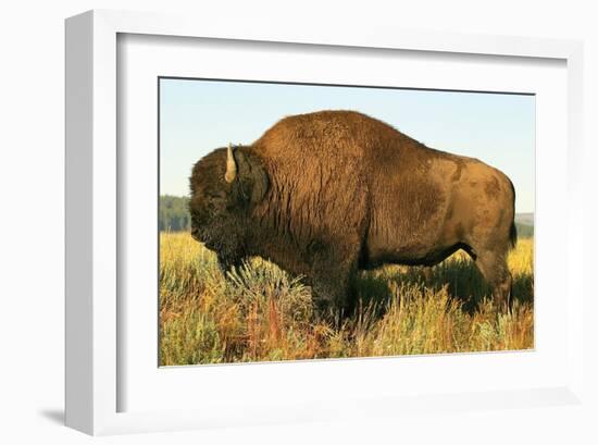 The Noble Bison-null-Framed Art Print