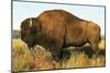 The Noble Bison-null-Mounted Art Print