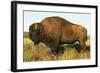 The Noble Bison-null-Framed Art Print