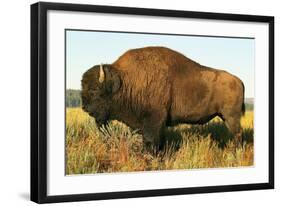 The Noble Bison-null-Framed Art Print