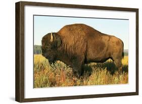 The Noble Bison-null-Framed Art Print