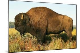 The Noble Bison-null-Mounted Art Print