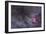 The North America Nebula and Dark Nebulae in Cygnus-null-Framed Photographic Print