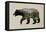 The North American Black Bear-Davies Babies-Framed Stretched Canvas