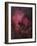 The North American Nebula (NGC 7000) is an Emission Nebula in the Constellation Cygnus-Stocktrek Images-Framed Photographic Print