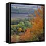 The North Downs, Near Dorking, Surrey, England, UK, Europe-Roy Rainford-Framed Stretched Canvas