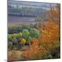 The North Downs, Near Dorking, Surrey, England, UK, Europe-Roy Rainford-Mounted Photographic Print