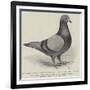 The North Middlesex Flying Club Show, Mr C Medcalf's Blue Hen Diomand-null-Framed Giclee Print