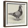 The North Middlesex Flying Club Show, Mr C Medcalf's Blue Hen Diomand-null-Framed Giclee Print