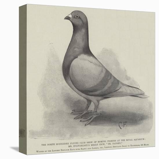 The North Middlesex Flying Club Show of Homing Pigeons at the Royal Aquarium-null-Stretched Canvas