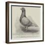 The North Middlesex Flying Club Show of Homing Pigeons at the Royal Aquarium-null-Framed Giclee Print