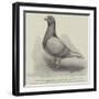 The North Middlesex Flying Club Show of Homing Pigeons at the Royal Aquarium-null-Framed Giclee Print