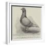 The North Middlesex Flying Club Show of Homing Pigeons at the Royal Aquarium-null-Framed Giclee Print