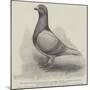 The North Middlesex Flying Club Show of Homing Pigeons at the Royal Aquarium-null-Mounted Giclee Print