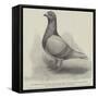 The North Middlesex Flying Club Show of Homing Pigeons at the Royal Aquarium-null-Framed Stretched Canvas