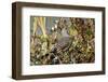 The northern flicker is a medium-sized bird of the woodpecker family.-Richard Wright-Framed Photographic Print