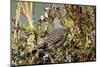 The northern flicker is a medium-sized bird of the woodpecker family.-Richard Wright-Mounted Photographic Print