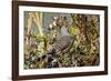 The northern flicker is a medium-sized bird of the woodpecker family.-Richard Wright-Framed Photographic Print