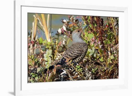 The northern flicker is a medium-sized bird of the woodpecker family.-Richard Wright-Framed Photographic Print