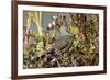 The northern flicker is a medium-sized bird of the woodpecker family.-Richard Wright-Framed Photographic Print