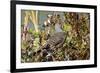 The northern flicker is a medium-sized bird of the woodpecker family.-Richard Wright-Framed Photographic Print