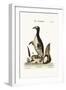 The Northern Penguin, 1749-73-George Edwards-Framed Giclee Print