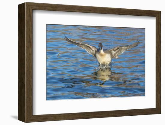 The northern pintail is a duck that breeds in the northern areas of Europe, Asia and North America.-Richard Wright-Framed Photographic Print