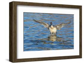 The northern pintail is a duck that breeds in the northern areas of Europe, Asia and North America.-Richard Wright-Framed Photographic Print