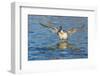 The northern pintail is a duck that breeds in the northern areas of Europe, Asia and North America.-Richard Wright-Framed Photographic Print