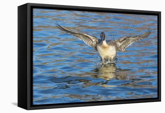 The northern pintail is a duck that breeds in the northern areas of Europe, Asia and North America.-Richard Wright-Framed Stretched Canvas