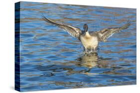 The northern pintail is a duck that breeds in the northern areas of Europe, Asia and North America.-Richard Wright-Stretched Canvas