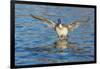 The northern pintail is a duck that breeds in the northern areas of Europe, Asia and North America.-Richard Wright-Framed Photographic Print