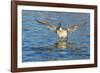 The northern pintail is a duck that breeds in the northern areas of Europe, Asia and North America.-Richard Wright-Framed Photographic Print