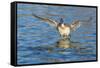 The northern pintail is a duck that breeds in the northern areas of Europe, Asia and North America.-Richard Wright-Framed Stretched Canvas