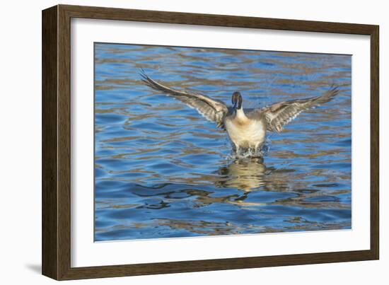 The northern pintail is a duck that breeds in the northern areas of Europe, Asia and North America.-Richard Wright-Framed Photographic Print