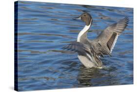 The northern pintail is a duck that breeds in the northern areas of Europe, Asia and North America.-Richard Wright-Stretched Canvas