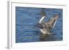 The northern pintail is a duck that breeds in the northern areas of Europe, Asia and North America.-Richard Wright-Framed Photographic Print