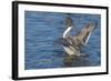 The northern pintail is a duck that breeds in the northern areas of Europe, Asia and North America.-Richard Wright-Framed Photographic Print