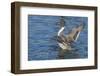 The northern pintail is a duck that breeds in the northern areas of Europe, Asia and North America.-Richard Wright-Framed Photographic Print