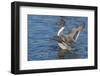 The northern pintail is a duck that breeds in the northern areas of Europe, Asia and North America.-Richard Wright-Framed Photographic Print